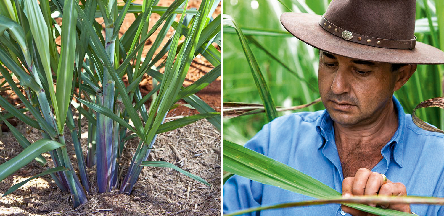 Photo, left: In addition to sugar production, sugarcane is being increasingly used as a raw material for ethanol – an important vehicle fuel in Brazil as well as a promising raw material for manufacturing plastics. Photo, right: A Brazilian farmer inspects a sugarcane plant for infestation and disease. (photo)