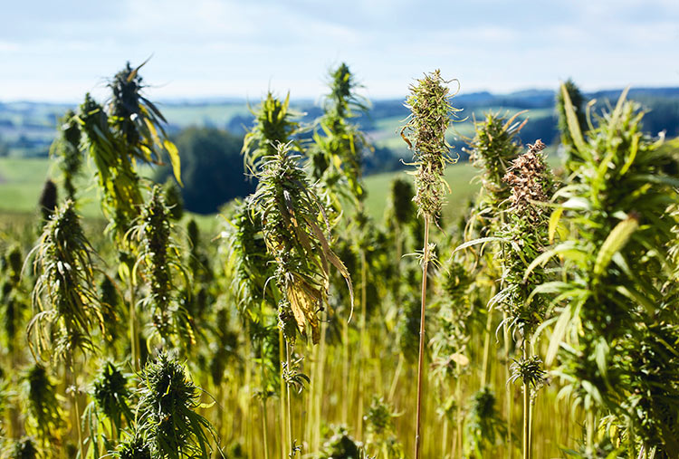 Environmentally friendly: Hemp plants are a renewable raw material for automotive engineering. (Photo)
