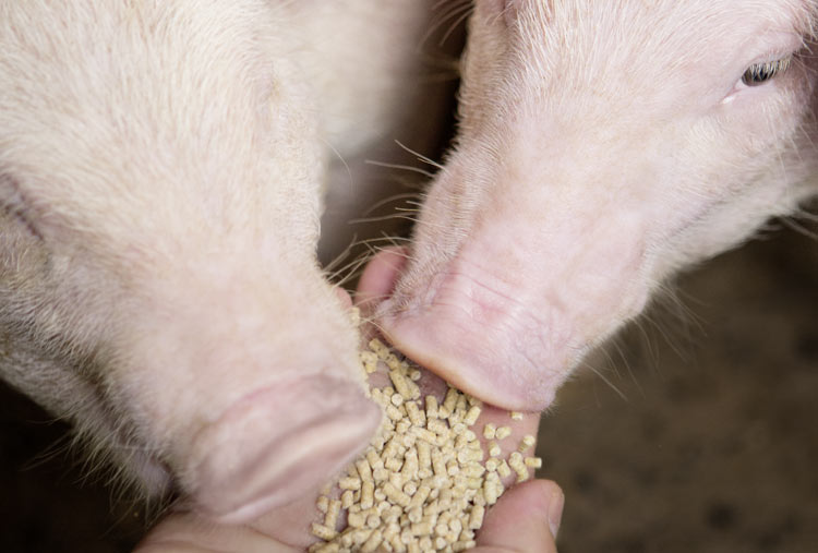 Improved pig feeding: Adding the organic acid Amasil® lowers the pH value of the pigs’ food, creating an environment that is inhospitable to harmful bacteria. (Photo)
