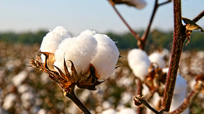 e3®-Sustainability-Cotton-Programm – Complete field-to-retail traceability of cotton in the fashion industry (Photo)