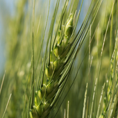 Hybrid wheat (Photo)