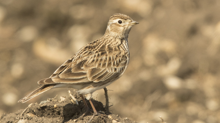 The “Lark’s Bread” project to foster biodiversity (Photo)